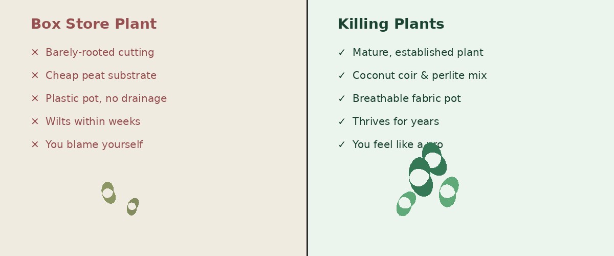 Killing Plants vs traditional plant buying comparison